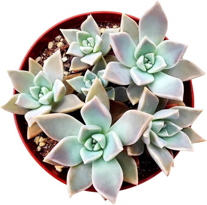 Variegated Ghost Plant Rare Succulent (2 inch) | Live Healthy Unique Fully Rooted Succulents for Home Office Decoration