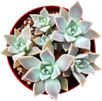 Variegated Ghost Plant Rare Succulent (2 inch) | Live Healthy Unique Fully Rooted Succulents for Home Office Decoration