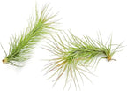 ragnaroc Air Plants - Tillandsia Funckiana, Large 5" - 1ct - Live Arrival Guaranteed - House Plants for Home Decor & Gift