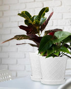EFISPSS Ceramic Plant Pots, 6 Inch Pots for Indoor Plants, Planters with Drainage Hole and Saucer, Flower Pots Desktop Office Windowsill Decoration Gift Set of 2 - White