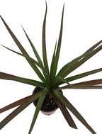 Magenta Madagascar Dragon Tree - Dracaena marginata - 3.5" Pot