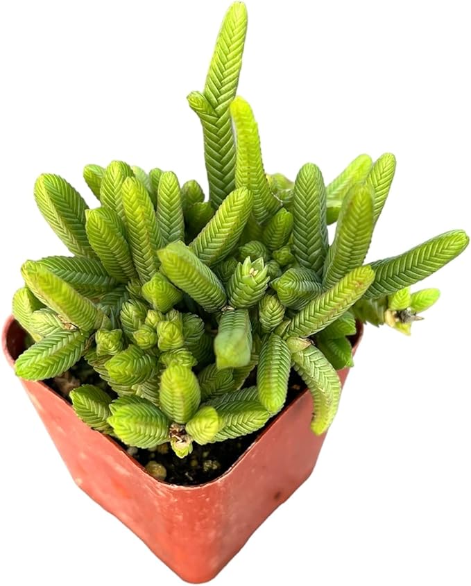 Live Succulent Cactus Plants (2" Pot Crassula Pyramidalis)