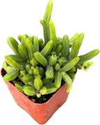Live Succulent Cactus Plants (2" Pot Crassula Pyramidalis)