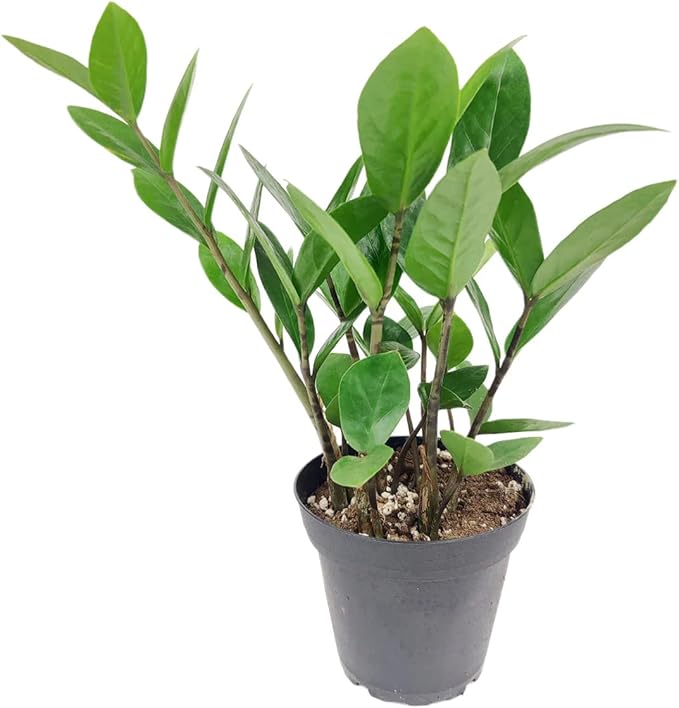 ZZ Plant (4" Grower Pot) - Low Light and Healthy Houseplant - Easy to Care, Easy to Grow Plants for Beginners - Live Healthy Houseplant for Home Office Decoration - Air-Purifying Indoor Plant