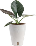 Costa Farms Alocasia Regina Live Plant in Self Watering Pot, Indoor Houseplant, Perfect for Home, Room, or Office Decor, Great House Warming or Birthday Gift, 12-18 Inches Tall