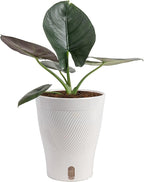 Costa Farms Alocasia Regina Live Plant in Self Watering Pot, Indoor Houseplant, Perfect for Home, Room, or Office Decor, Great House Warming or Birthday Gift, 12-18 Inches Tall
