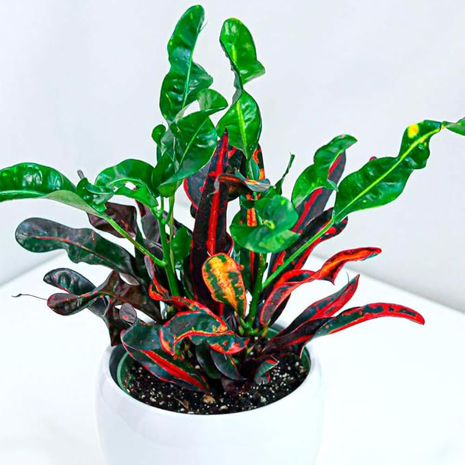Croton Mammy Live Plant for Indoor | Different Houseplants in 4'' & 6'' Pot | Real House Plant for Living Room, Office, Desk & Bathroom | Codiaeum | Mammy