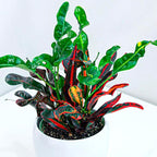 Croton Mammy Live Plant for Indoor | Different Houseplants in 4'' & 6'' Pot | Real House Plant for Living Room, Office, Desk & Bathroom | Codiaeum | Mammy