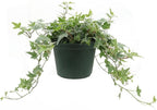 American Plant Exchange Variegated English Ivy – 6-Inch Pot – Live Easy Care Trailing Houseplant with Green & White Leaves for Hanging Baskets, Indoor Planters, Home & Office Décor