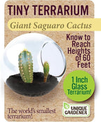 Unique Gardener Tiny Terrarium Plant Seeds 6 Variety Cacti Pack, DIY Indoor Succulents and Live Plants for Home or Garden Planting, Assorted Cacti Pack