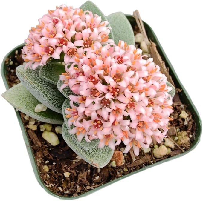 Live Cactus and Succulent Plants (2" Pot Crassula Morgan's Beauty)