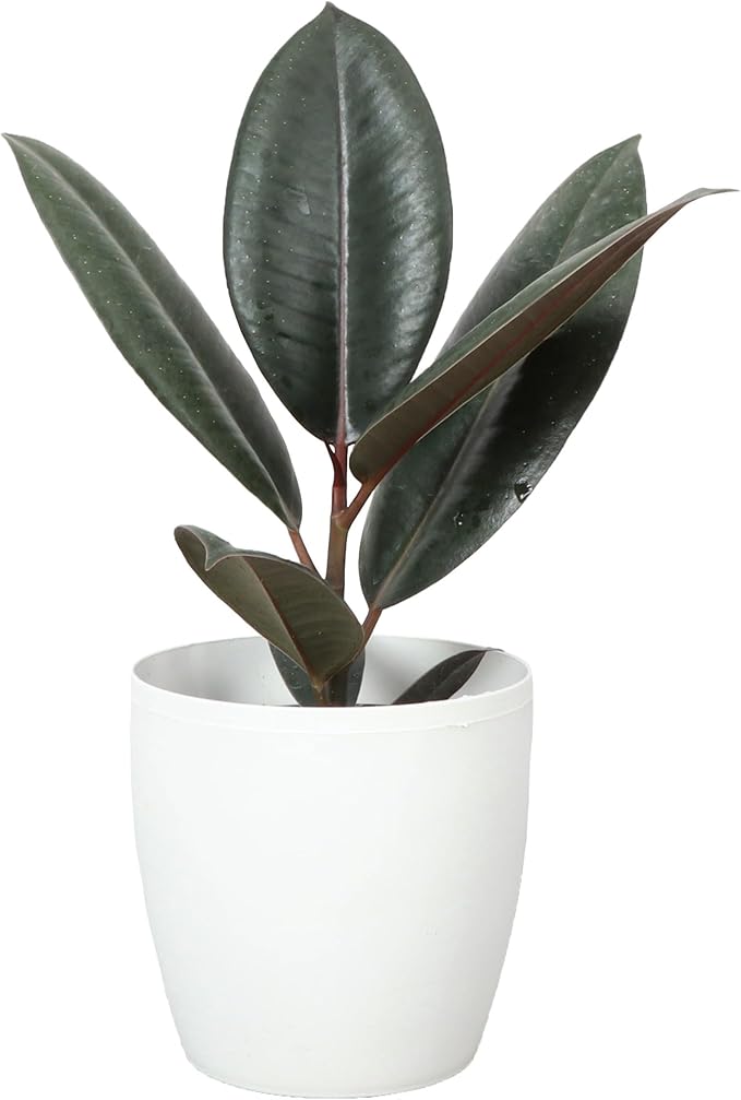 Thorsen's Greenhouse Ficus elastica, Live Indoor Plant, Rare Variety, Natural Air Purifier, Burgundy Rubber Plant, 4-Inch Diameter Pot (White)