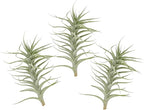 Live Air Plants - Tillandsia Albida 7-12" - 3ct – ragnaroc Live Indoor Plant - Live Arrival Guaranteed - House Plants for Home Decor & Gift