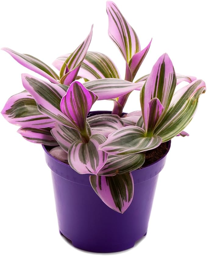 Tradescantia Nanouk, Variegated Wandering Jew, Rare 2 inch Tiny Mini Pixie Plant