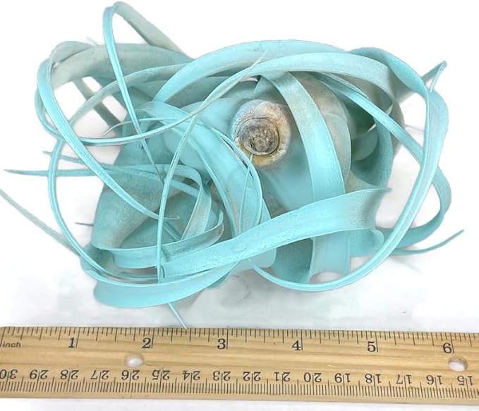 XL Xerographica Colored Air Plant, Live Tillandsia House Plant, Easy Care Indoor Outdoor, Great Gift, Healthy Arrival Guaranteed (Jade)