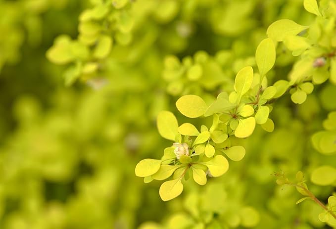 Aurea Golden Japanese Barberry - Live Plant - (1 QT)