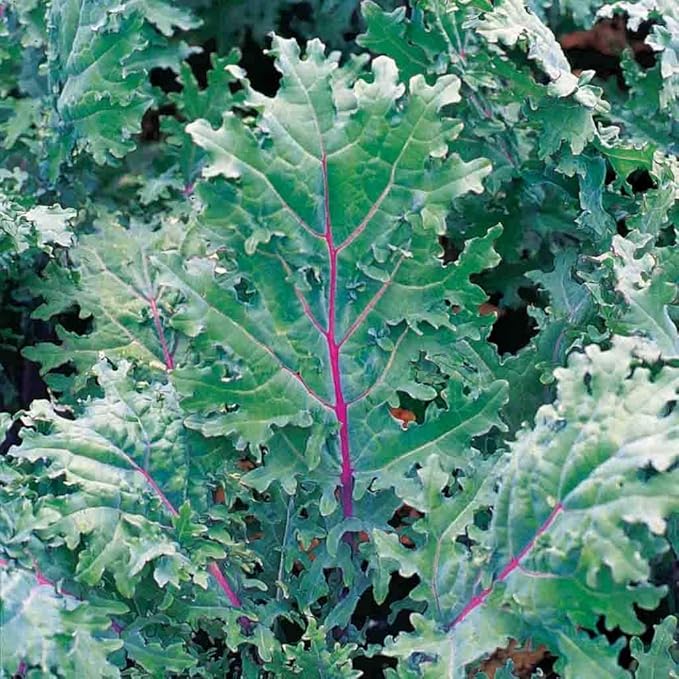 1000 Organic Red Russian Kale Seeds for Planting Heirloom Non GMO 3.5+ Grams Garden Vegetable Bulk Survival