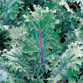 1000 Organic Red Russian Kale Seeds for Planting Heirloom Non GMO 3.5+ Grams Garden Vegetable Bulk Survival