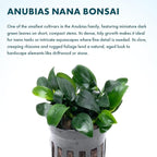 SubstrateSource Anubias Live Aquarium Plants - Potted Freshwater Plant for Fish Tanks, Terrariums - Beginner Friendly Low Light (Nana Bonsai, 1 Pot)