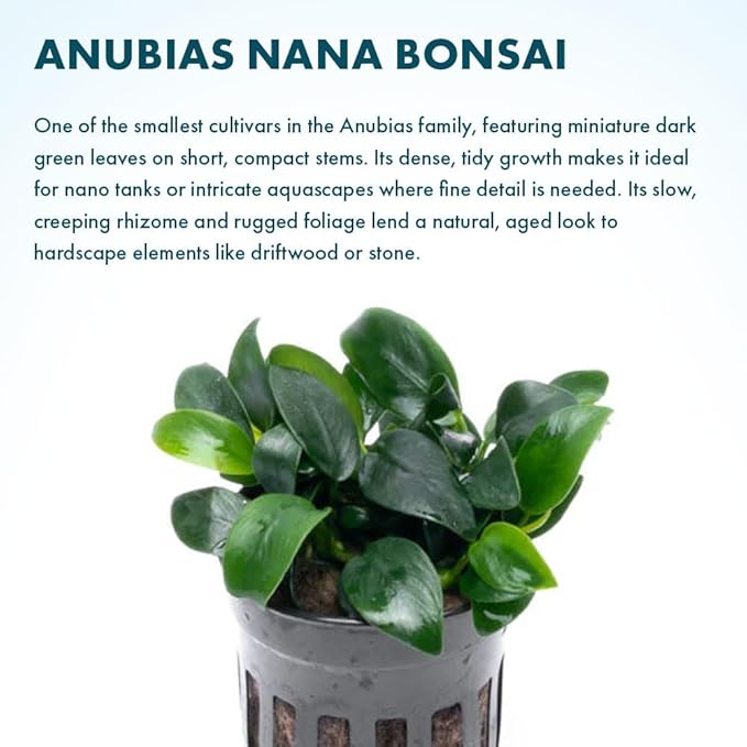 SubstrateSource Anubias Live Aquarium Plants - Potted Freshwater Plant for Fish Tanks, Terrariums - Beginner Friendly Low Light (Nana Bonsai, 1 Pot)