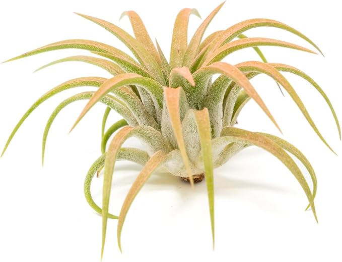 Coral Colorful Tillandsia Air Plants - Long Lasting Color Enhanced Live Tillandsia Succulent House Plants - Home and Garden Decor - Easy Care Indoor/Outdoor Plants (Ionantha Rubra, Pack of 3)