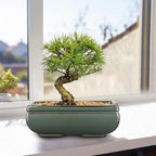 Ceramic Bonsai Pots with Drainage Hole Set of 2, Green Glazed Bonsai Planters for Indoor/Outdoor Use, Rectangular Shallow Bonzai Tree Pot for Succulent, Orchids, Cacti, Home, Patio, Garden, 8.7"x5.9"