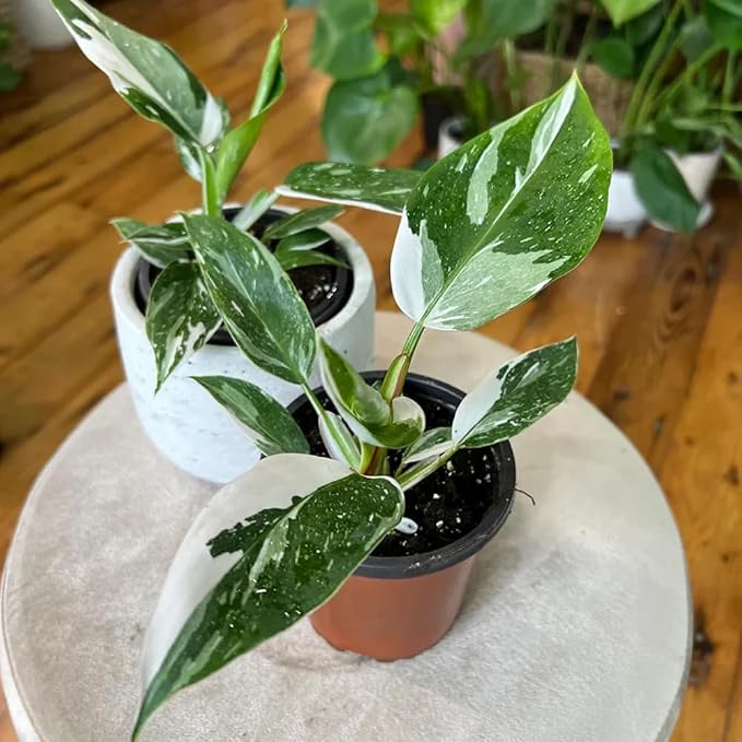 Philodendron Plant Live, Rare Variegated Philodendron Houseplant for Planting, Home Office Decor 4 to 8 Inches (White Variegated)