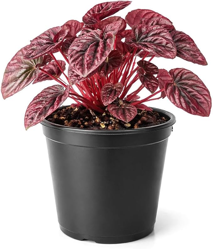 Peperomia 'Ripple Red' (4 inch) - Lucky Houseplants - 4/6 inch Unique Live Decorative Houseplants - Easy to Care Indoor Plants, Perfect for Office, Home & Feng Shui Decor