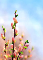 French Pink Pussy Willow Cuttings – 2 Live Pink Pussy Willow Trees – Fresh Salix Cuttings Ready to Plant – Ornamental Catkin Willow Shrubs – Fast Rooting, Cold Hardy Flowering Garden Accent
