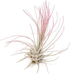 Fuchsia Colorful Tillandsia Air Plants - Long Lasting Color Enhanced Live Tillandsia Succulent House Plants - Home and Garden Decor - Easy Care Indoor/Outdoor Plants (Argentea Thin, Pack of 3)