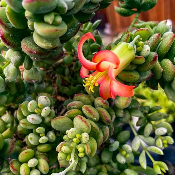 Cotyledon Pendens Plant Live in 4” Pot, Trailing Succulent Houseplant, Rare Indoor House Plants, Home Office Decoration