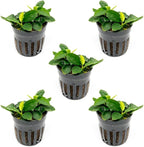 SubstrateSource Anubias Live Aquarium Plants - Potted Freshwater Plant for Fish Tanks, Terrariums - Beginner Friendly Low Light (Nana Long Wavy, 5 Pots)
