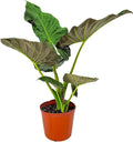 Tropical Plants of Florida Alocasia Regal Shields Live Plant 3 Gallon 10 Inch Nursery Pot, 26 to 32 Inch Tall Elephant Ear with Dark Green and Purple Foliage