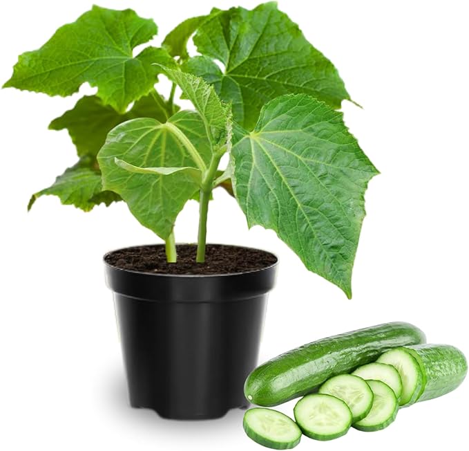 Set of 2 Live Green Cucumber Plants, 3 to 5 Inches Tall, Cucumber Plants Live, 4 Inches Pot, Cucumber Live Plants, Cucumber Starter Plants for Growing, Easy to Plant Outdoor