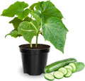 Set of 2 Live Green Cucumber Plants, 3 to 5 Inches Tall, Cucumber Plants Live, 4 Inches Pot, Cucumber Live Plants, Cucumber Starter Plants for Growing, Easy to Plant Outdoor