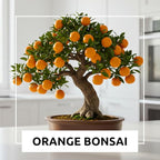 Dwarf Orange Seeds for Planting – 10 Hardy Orange Seeds – Grow Compact, Fruit-Bearing Trees or Bonsai