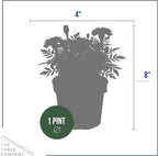 Live Flowering Marigold - Durango Bolero (4 Per Pack), Beautiful Spring Color, 8" Tall by 4" Wide in 1 Pt Pot