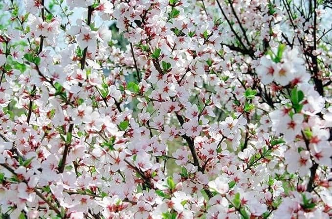 Live Nanking Cherry Shrub Tree, 12-18 Inches, Hardy Perennial Starter Plant, Fast-Growing, Pack of 3