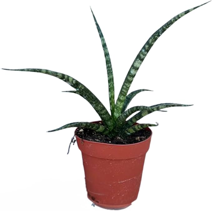 PLANTVERS Sansevieria Fernwood ‘Mikado’ in 4" Grow Pot – Live Snake Plant – Easy Care Succulent – Air Purifying Indoor Plant – Low Maintenance Houseplant