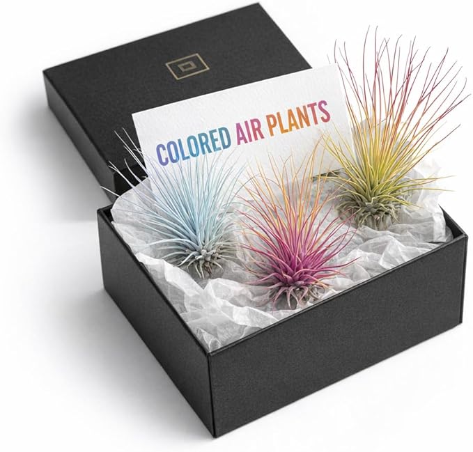 Live Colored Air Plants 3 Pack - Vibrent Color Enhanced Tillandsia, Easy Care Indoor Outdoor Houseplant, Home Decor, Terrariums & Gifts