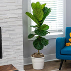 Brighter Blooms - Fiddle-Leaf Fig Tree, 3-4 ft. - No Shipping to AK, AZ, HI, OR
