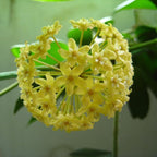 2 Light Yellow Hoya Plants Live Houseplants, Indoor Outdoor Planting, Starter 5-8 Inches in Tall, Well-Rooted for Zones 9-11