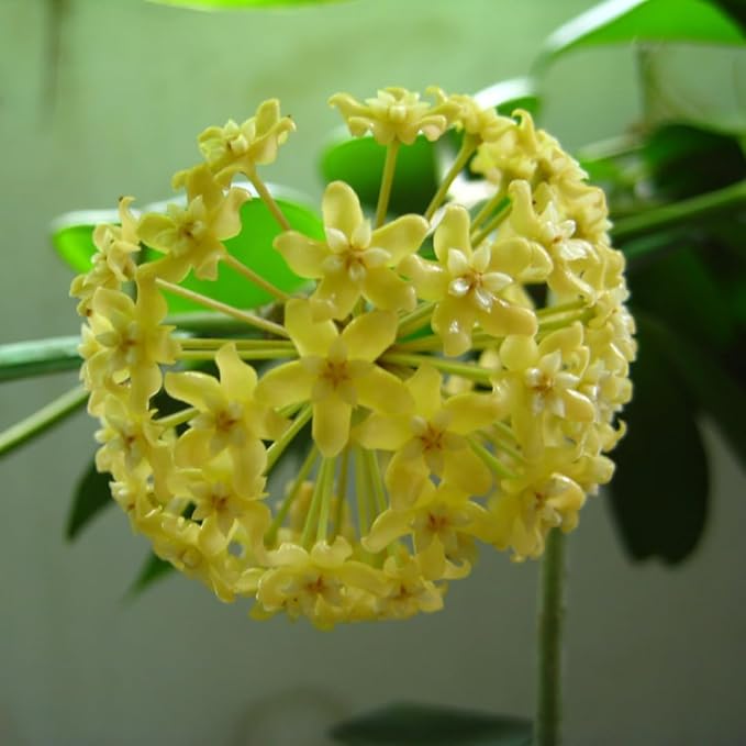 2 Light Yellow Hoya Plants Live Houseplants, Indoor Outdoor Planting, Starter 5-8 Inches in Tall, Well-Rooted for Zones 9-11