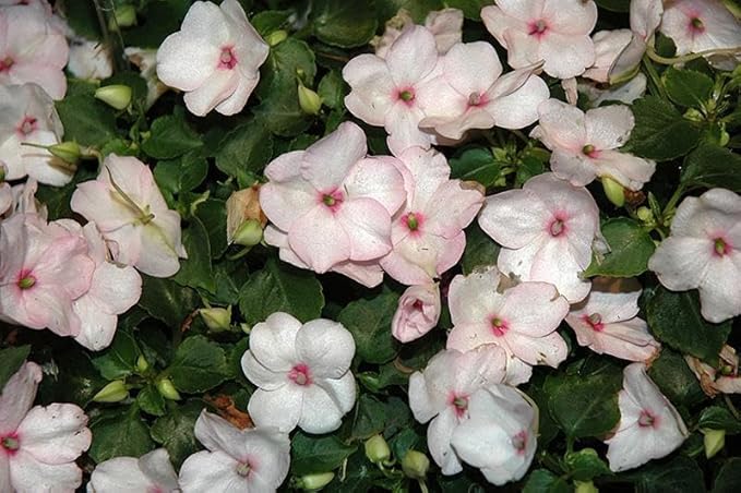 RedCrocus Impatiens Xtreme White – Vibrant White Flowering Annual, Perfect for Shade Gardens & Containers, Attracts Pollinators, Easy Care, Pet Safe (with Caution) 6" Pot (Pack of 5)