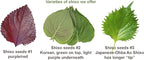 HipGirl Authentic Asian Gourmet Seed Bundle: Green Perilla Shiso (200ct) & Smooth Skin Bitter Melon (10-12ct) | Non-GMO Heirloom Seeds for Summer Gardening, Trellis, & Hydroponics