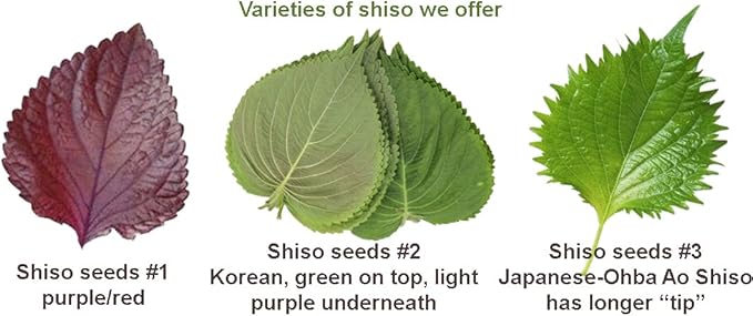 HipGirl Authentic Asian Gourmet Seed Bundle: Green Perilla Shiso (200ct) & Smooth Skin Bitter Melon (10-12ct) | Non-GMO Heirloom Seeds for Summer Gardening, Trellis, & Hydroponics