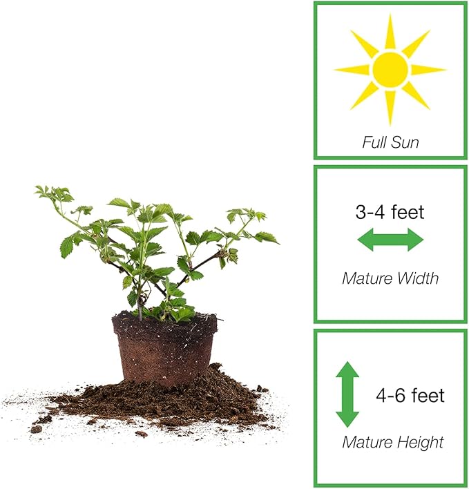 Perfect Plants Arapaho Thornless BlackBerry Bush 1 Gal. Pot Tasty Sweet Fruit Large Firm Berries