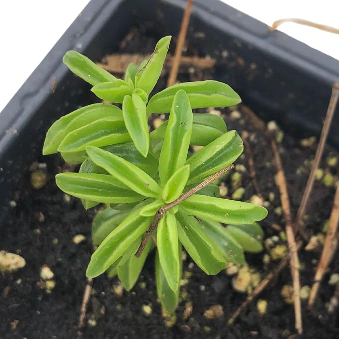 Succulent Taco Plant (Peperomia axillaris) in 2.5 inch Pot | Live Starter Plant, Certified Organic, Easy Care Houseplant