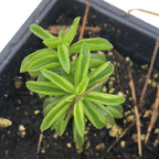 Succulent Taco Plant (Peperomia axillaris) in 2.5 inch Pot | Live Starter Plant, Certified Organic, Easy Care Houseplant