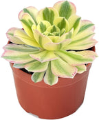 Live Succulents Aeonium 'Mbach' (4-inch), Succulent Plants Fully Rooted in Pots with Soil, Easy-Care House Plant for DIY, Home Office Decor, Wedding Party Favor